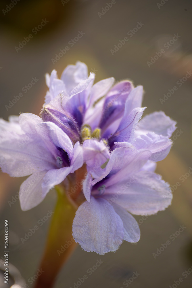 Fototapeta premium closeup of a flower