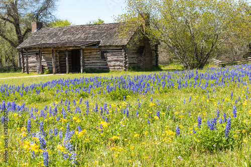 Wildflowers and an old log cabin