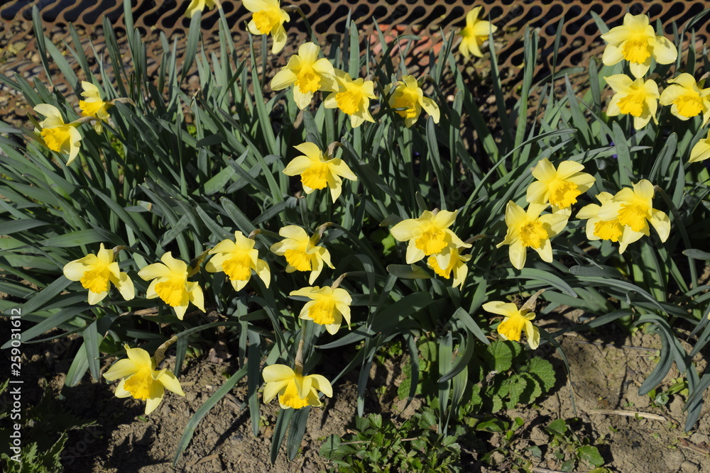 Obraz premium Blooming buds of daffodils in flower bed.