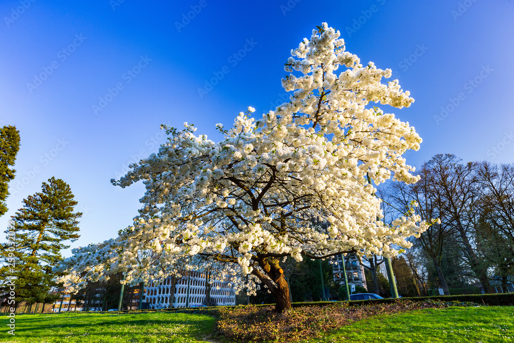 Single white cherry plum tree blossoming in spring