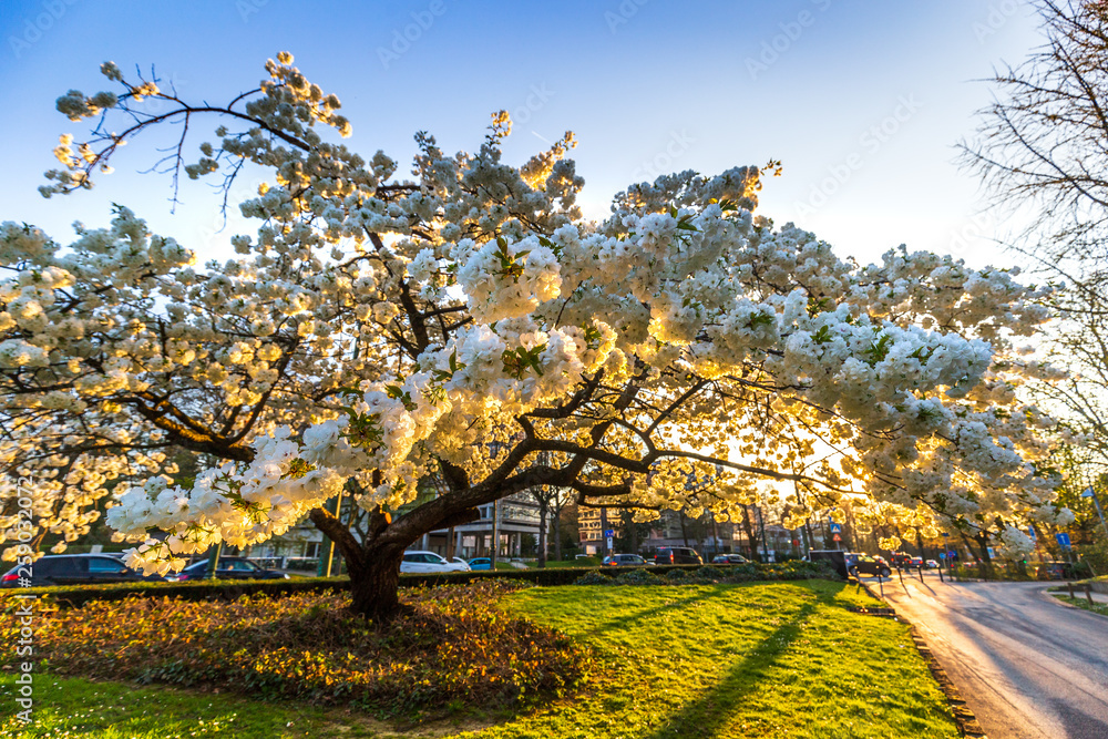 Fototapeta premium Single white cherry plum tree blossoming in spring