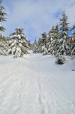 Beautiful snow-white mountain landscape. Snow-covered green Christmas trees on a mountain trail.