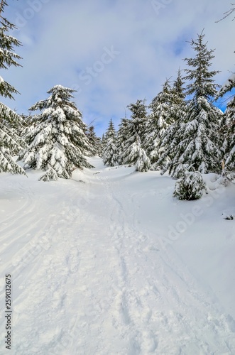 Beautiful snow-white mountain landscape. Snow-covered green Christmas trees on a mountain trail. © shadowmoon30