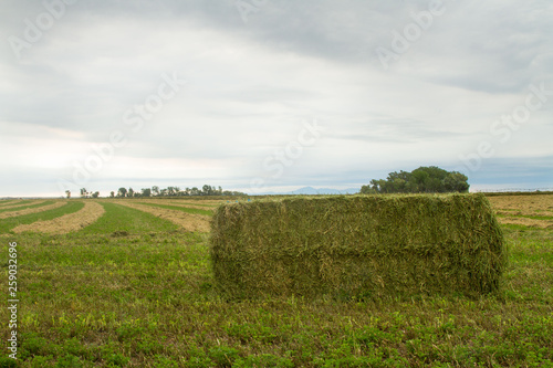 Hay Bales and Windrows in Field