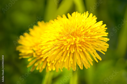 Yellow dandelion on a background of green grass on a bright sunny day. Macro photo with shallow depth of field and soft focus.