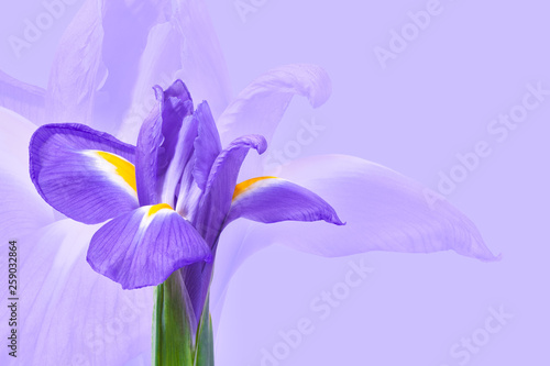 Purple iris flower on a light purple background. Can be used as a flower background for greeting cards. photo