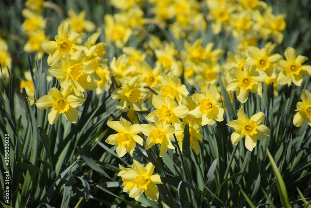 Obraz premium Blooming buds of daffodils in flower bed.