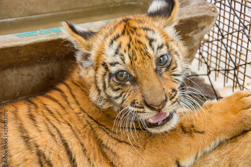 Small tiger cub photo