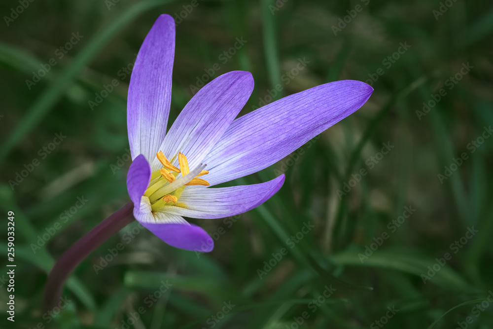 Purple crocus flower closeup on a background of green grass. Macro photo with shallow depth of field. Purple crocus flower closeup on a background of green grass. Macro photo with shallow depth of field.