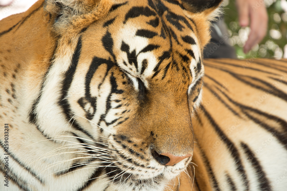Fototapeta premium Tiger Close Up Portrait