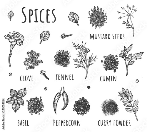 Hand drawn set of kitchen herbs and spices
