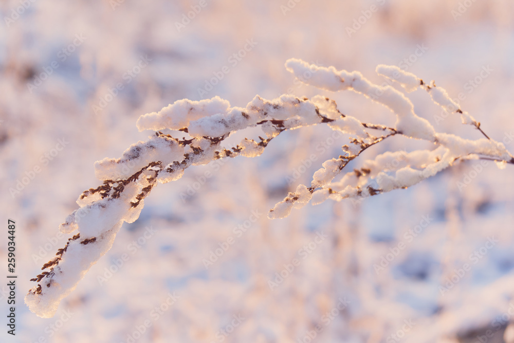 Obraz premium Frosted