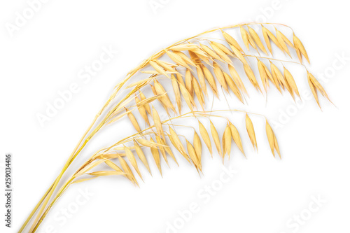 oat spike isolated on white background. Top view. Flat lay