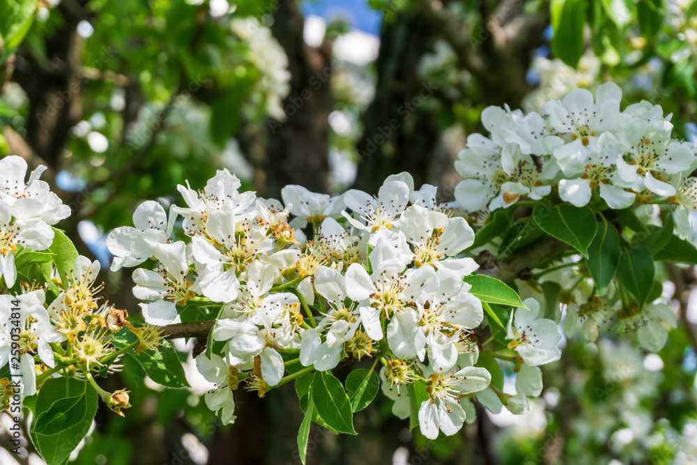 blooming apple tree in spring blooming apple tree in spring