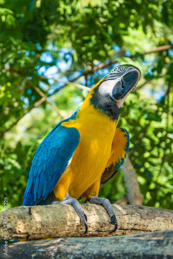 snapshot of a parrot on a tree