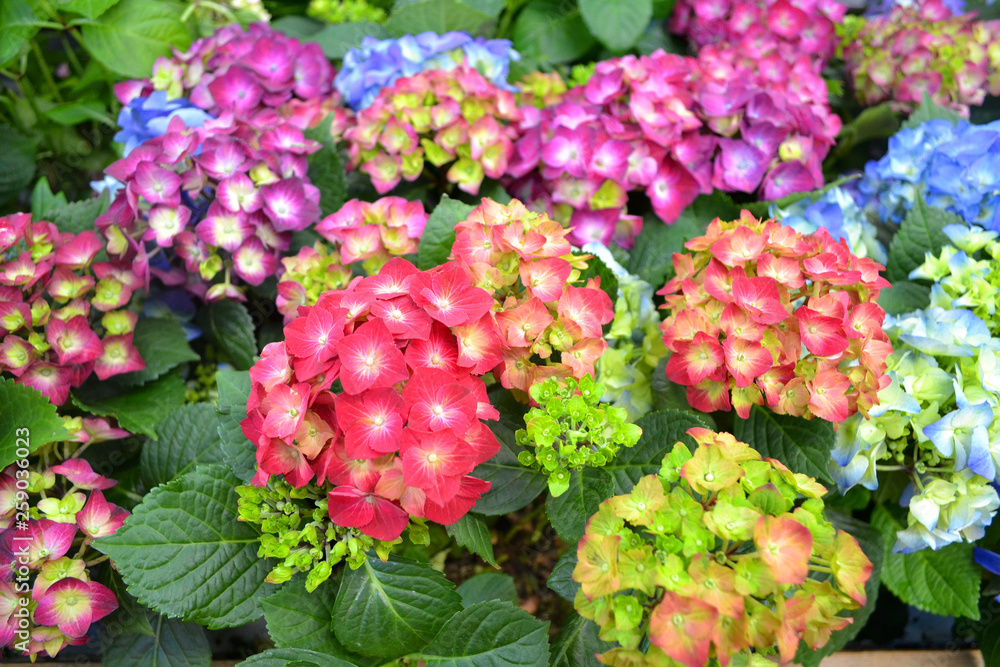 card texture of hydrangea of mix colors: blue, pink, violet, red and wine hydrangea japon macrophylla