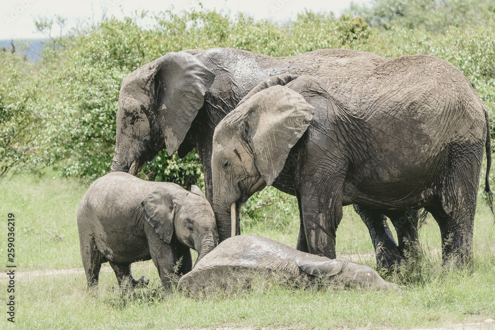Obraz premium Babay elephant in Serengeti