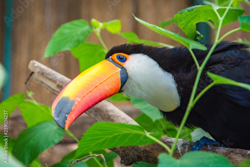 South american mlticolored toco toucan adult bird © Andriy Petrenko