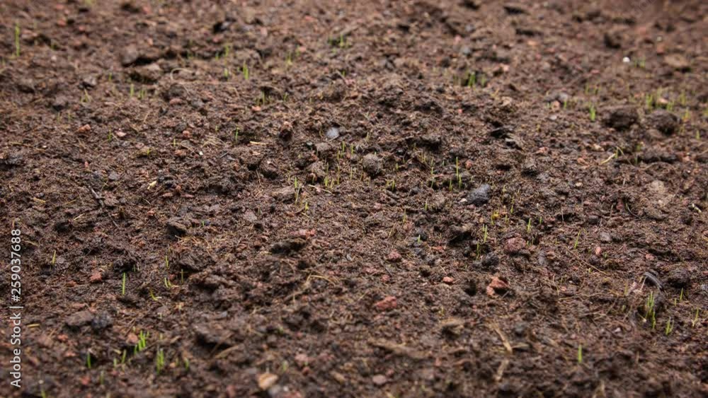 Time Lapse of real grass sprouting and growing on soil. Time Lapse of real grass sprouting and growing on soil.