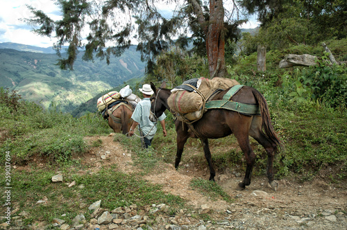 muleteer and horse on trail path