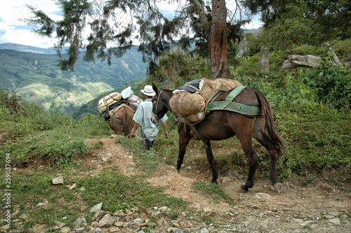 muleteer and horse on trail path photo