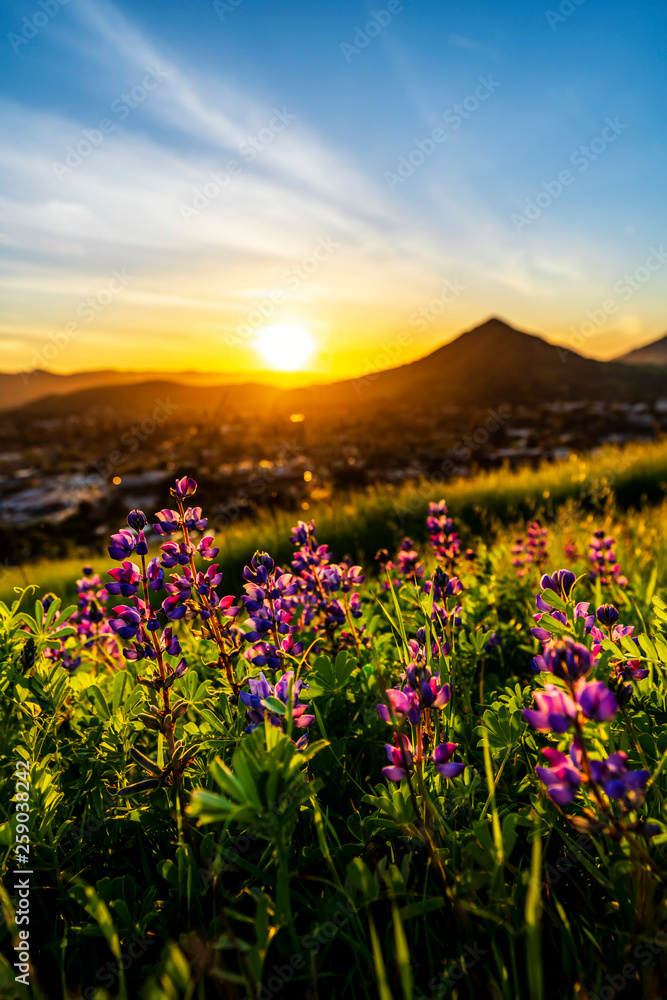 Setting Sun with Lupine Flowers and Mountains