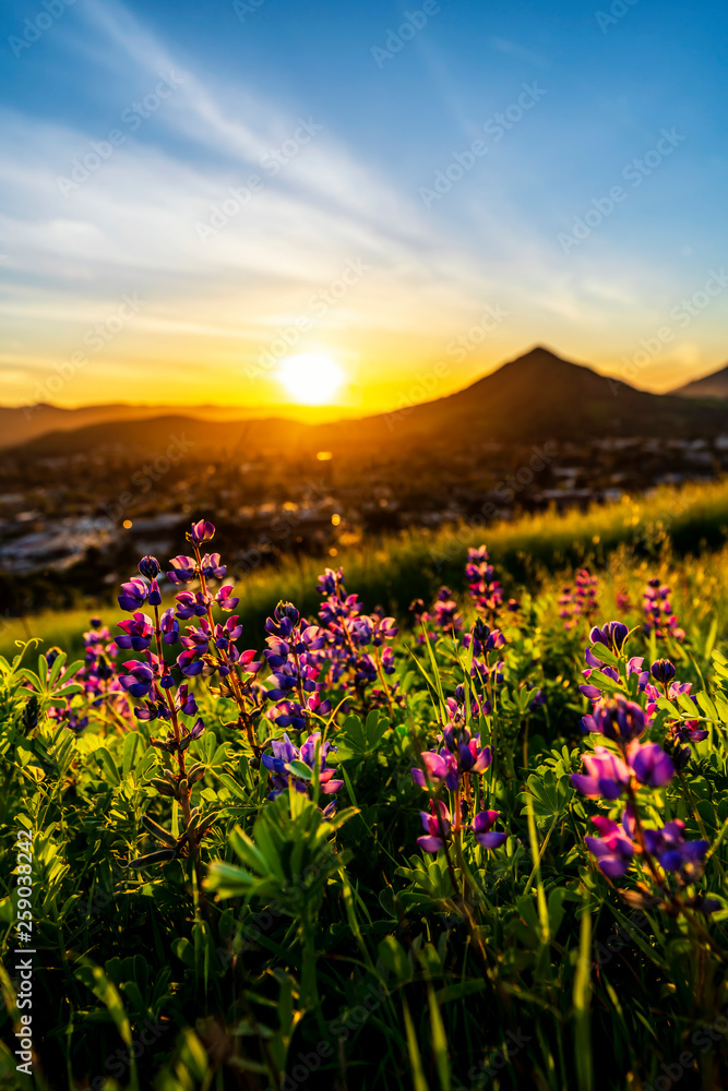 Fototapeta premium Setting Sun with Lupine Flowers and Mountains
