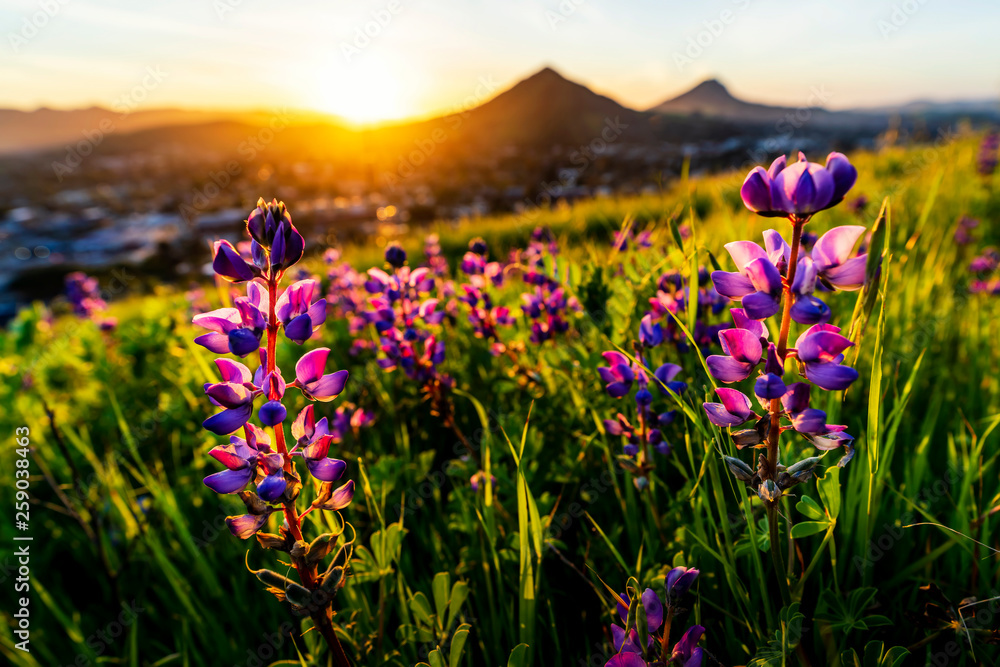 Lupine and Sunset in Field of Grass