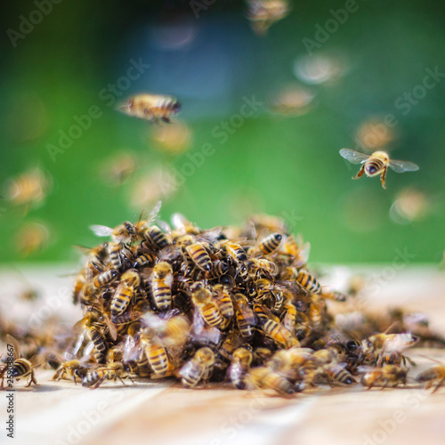 swarm of bees around a dipper soaked in honey in apiary 