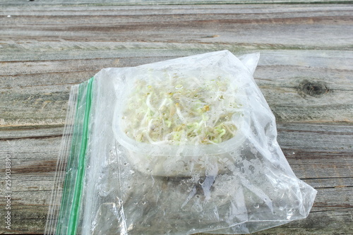 sprouted Fenugreek ready for planting, microgreen or salad in ziploc bag and plastic container isolated photo