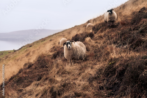Sheep grazing in the highlands of Scotland
