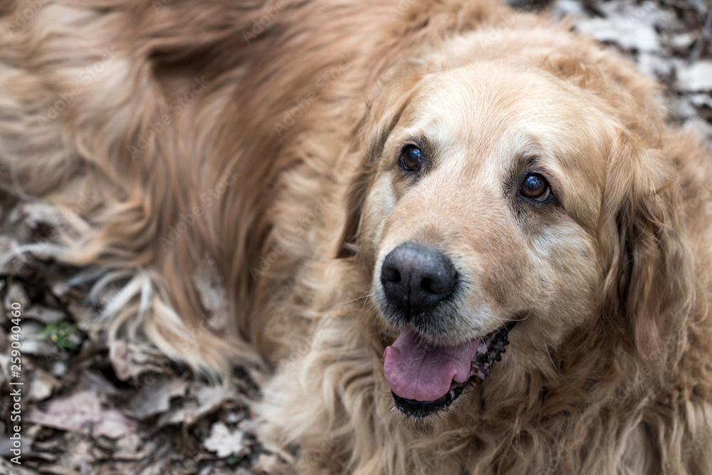 old golden retriever dog