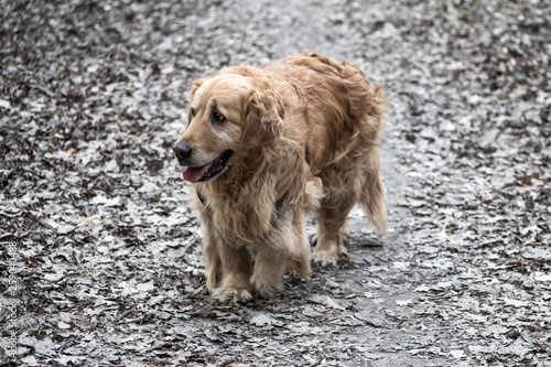 old golden retriever dog in forest