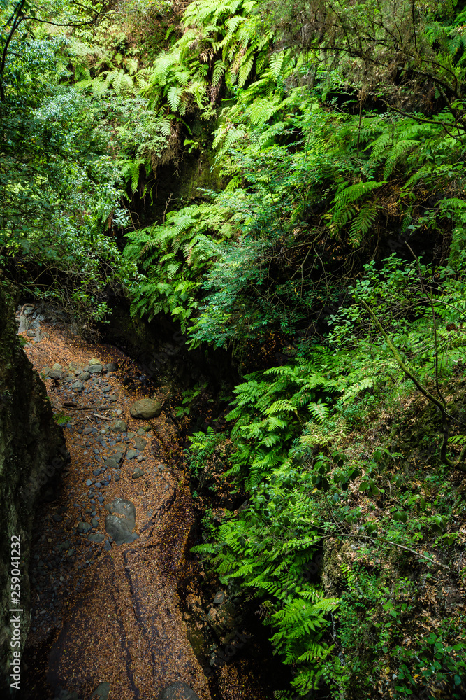 Laurisilva Forest in the Los Tilos ravine, La Palma Island, Canary Islands, Spain Laurisilva Forest in the Los Tilos ravine, La Palma Island, Canary Islands, Spain