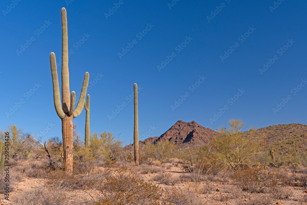 Desert Landscape of Cactus and Brush in the Hills