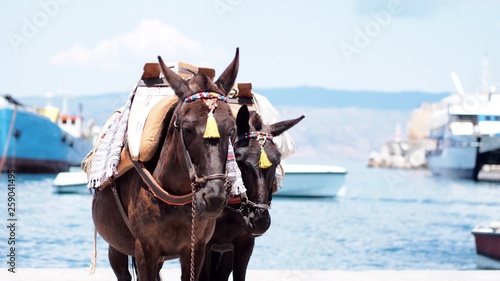 Greek Donkeys