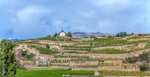 Foto vineyard in switzerland