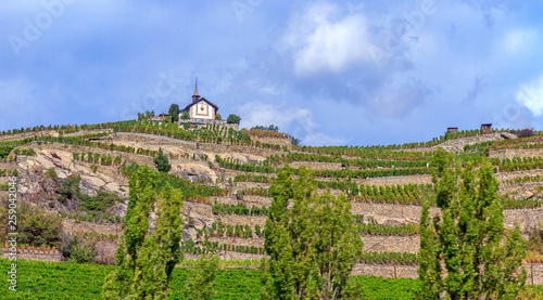 Fotografiet view of vineyard in switzerland