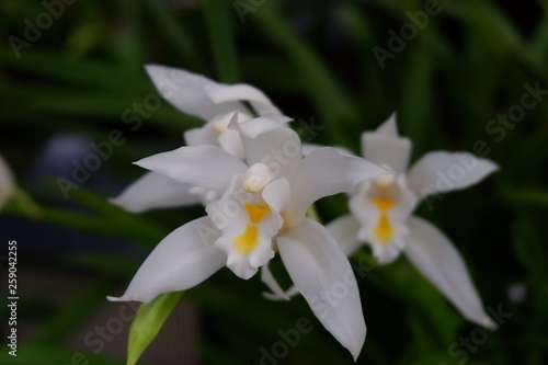 White Cymbidium eburneum