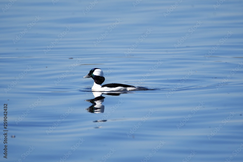 ヒメハジロ   diving duck