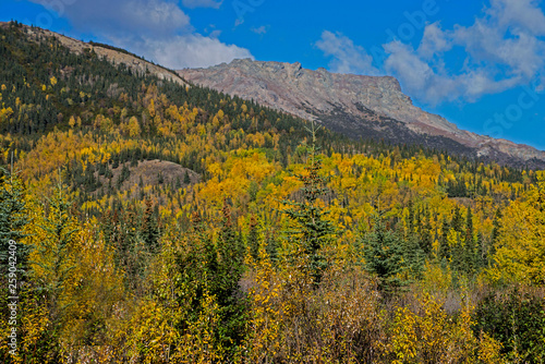 Yellow Birch trees and green pines in fall colors in Alaska.