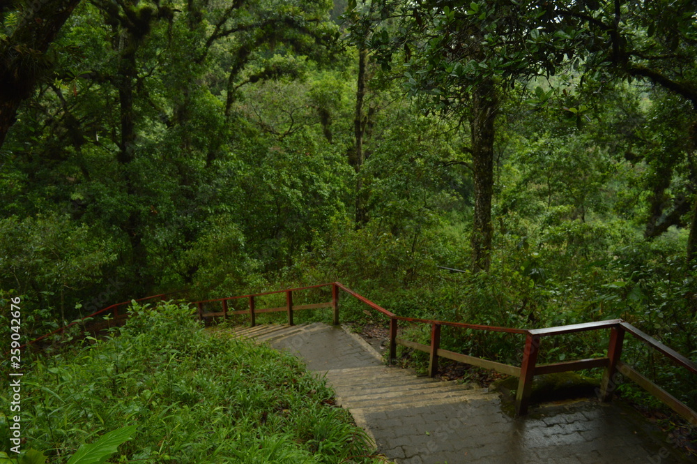Fototapeta premium Camino del bosque