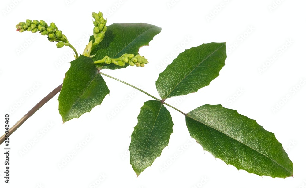 Fototapeta premium Common holly in the spring on white