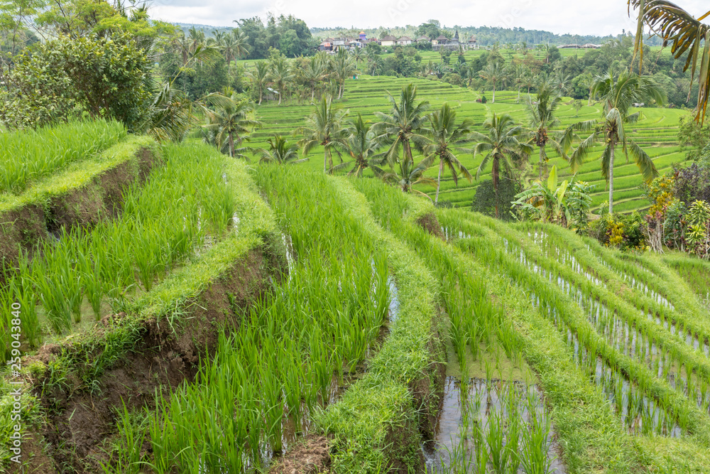 Jatiluwih rice terraces and plantation in Bali, Indonesia, with palm trees and paths to walk around.