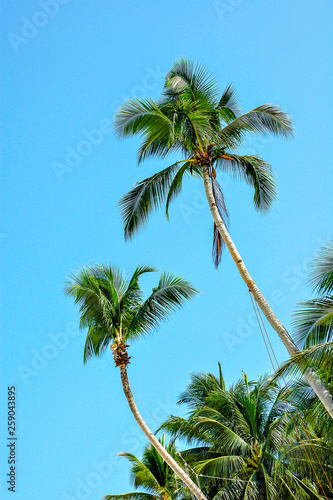 Palm tree at Boracay