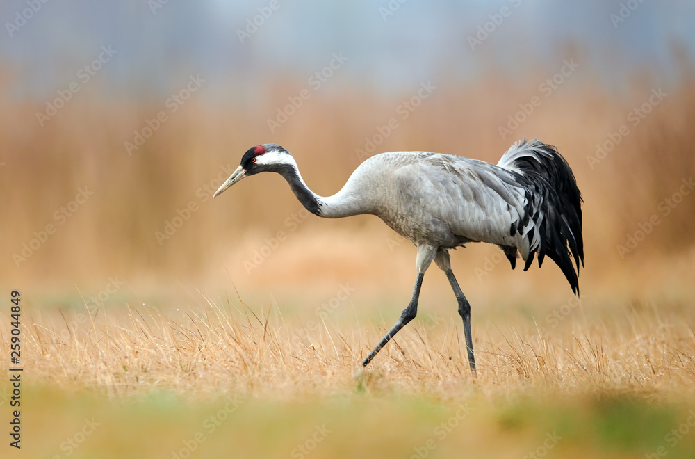 Fototapeta premium Common crane (Grus grus)