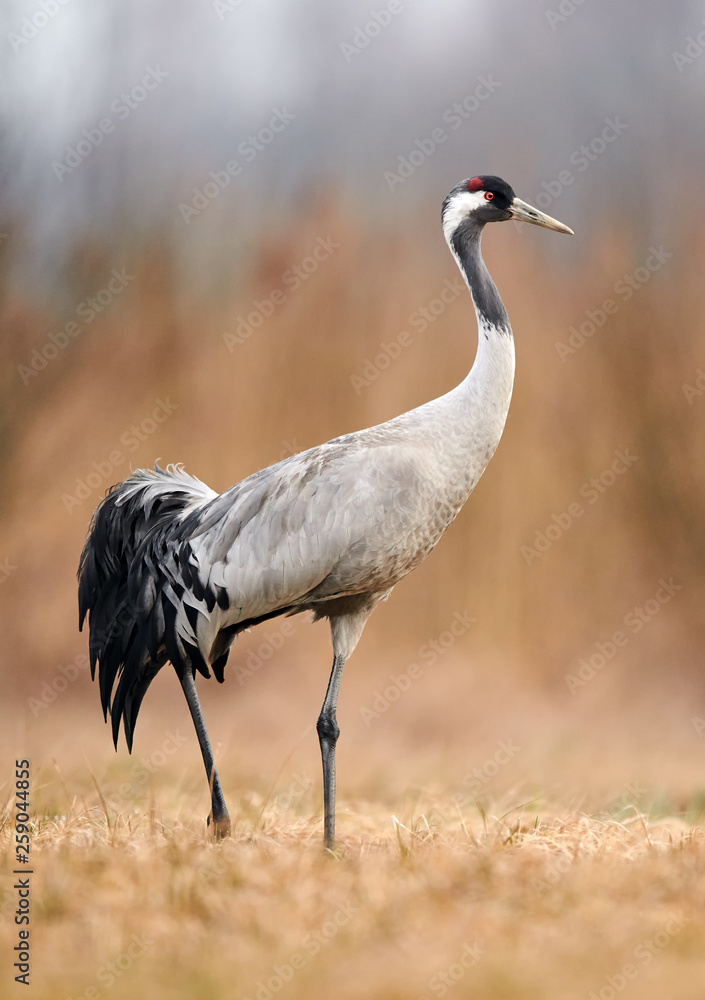 Fototapeta premium Common crane (Grus grus)