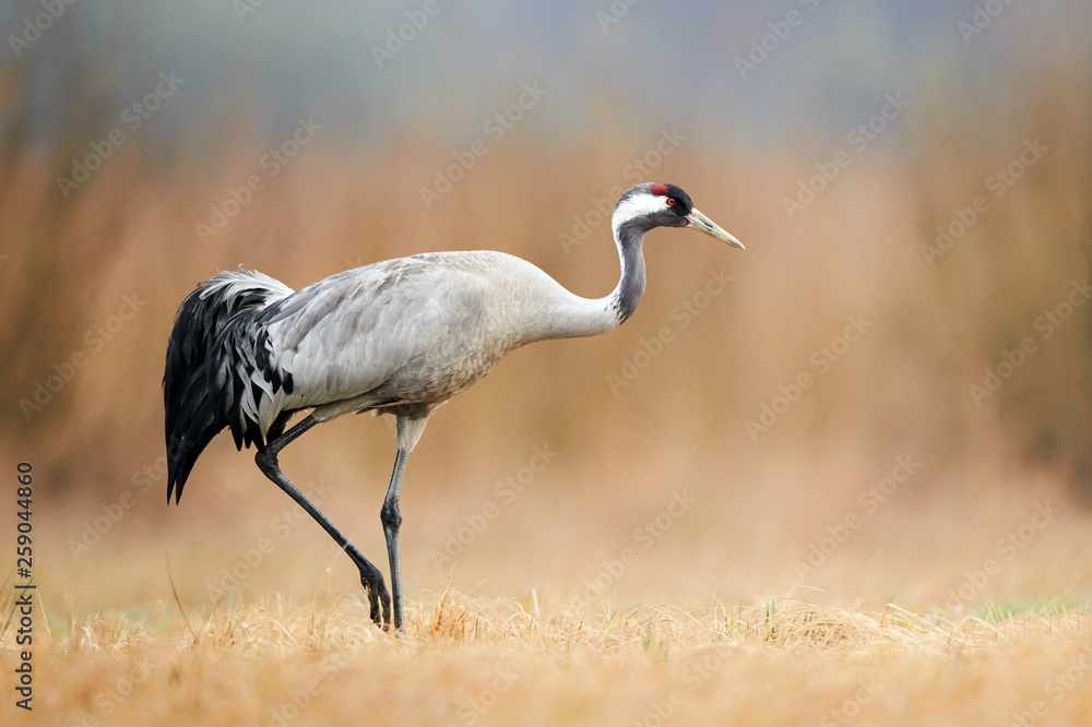 Fototapeta premium Common crane (Grus grus)