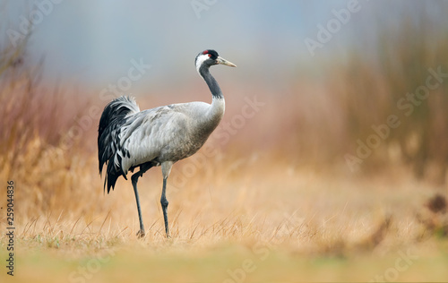 Common crane (Grus grus)