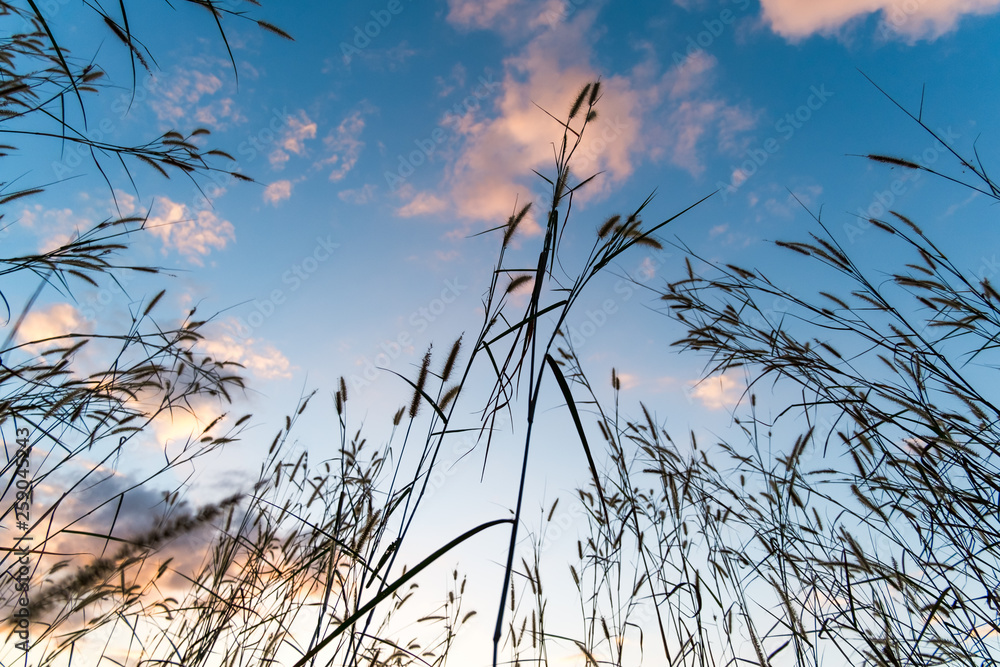 Fototapeta premium Low angle view of grass with cloudy sky